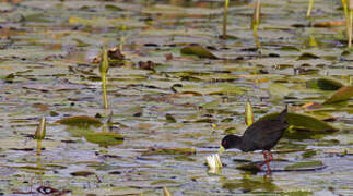 Black Crake