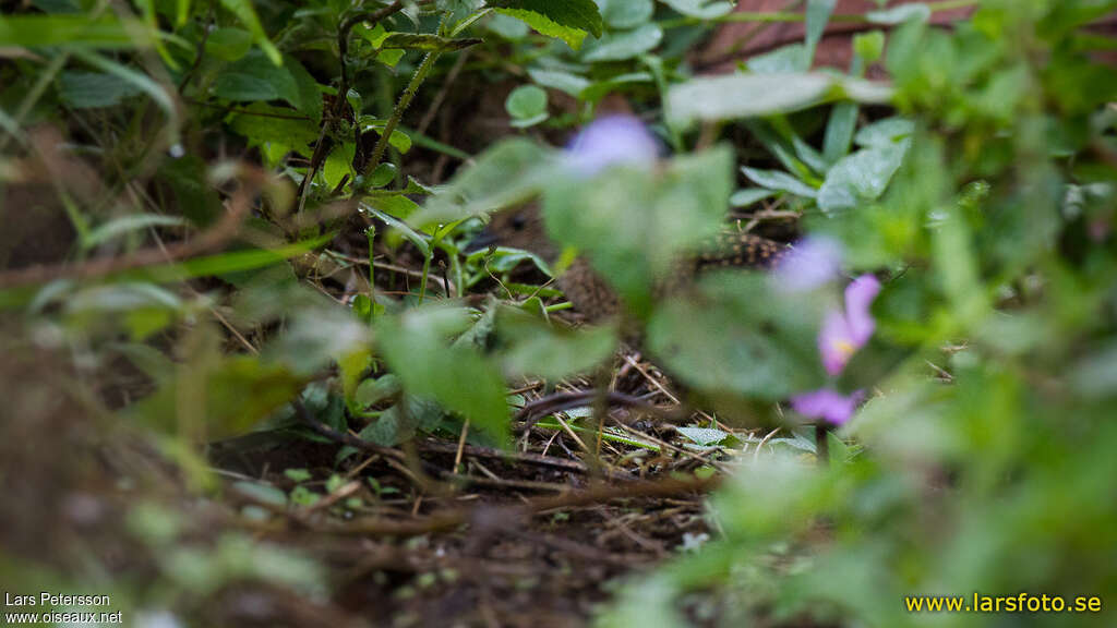 Râle à camailadulte, identification