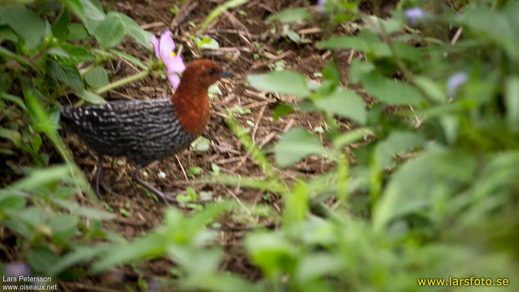 Râle à camail mâle adulte, identification