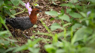 Red-chested Flufftail