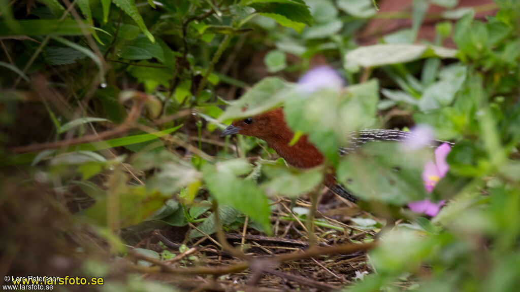 Red-chested Flufftail