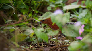 Red-chested Flufftail