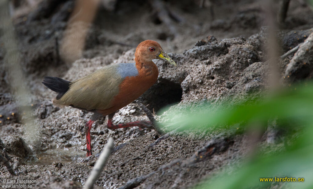 Rufous-necked Wood Rail