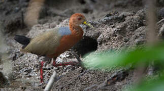 Rufous-necked Wood Rail