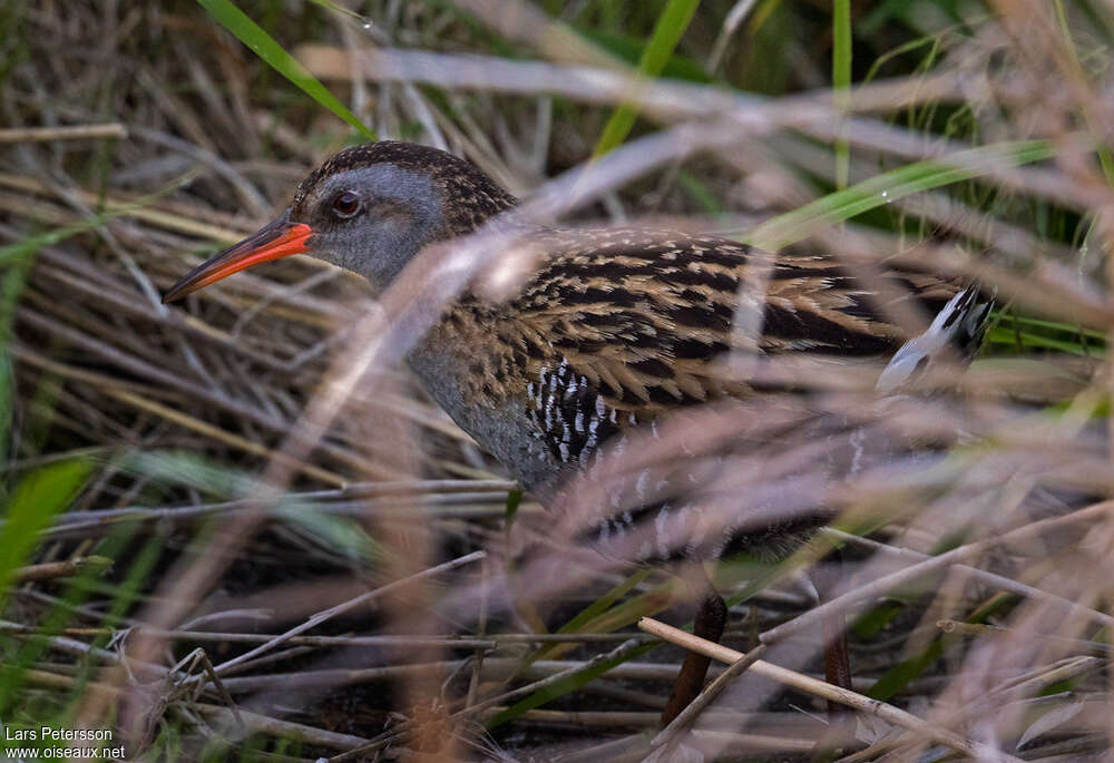 Râle à joues brunesadulte, identification