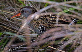 Brown-cheeked Rail