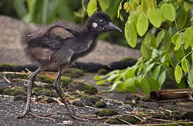 White-breasted Waterhen