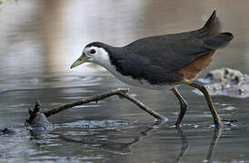 White-breasted Waterhen