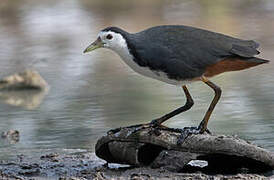 White-breasted Waterhen