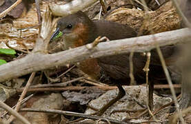 Rufous-sided Crake