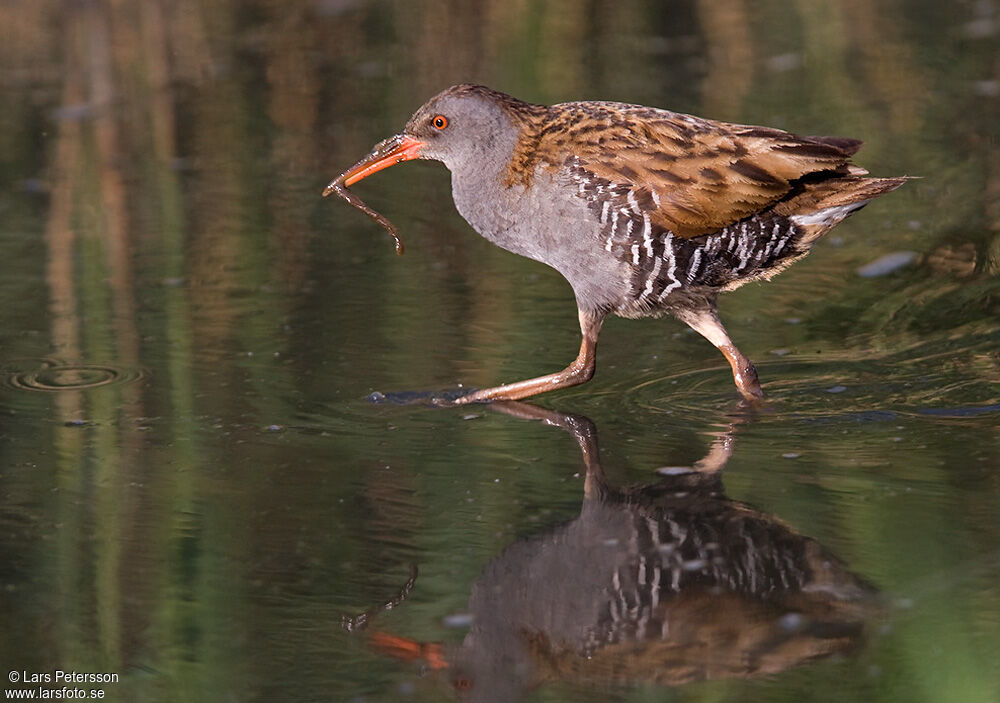 Water Rail