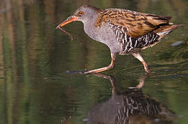 Water Rail