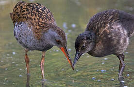 Water Rail