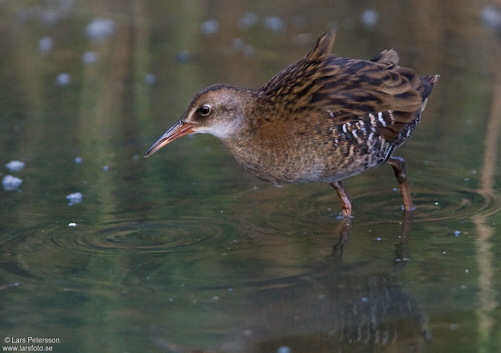 Water Rail