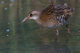 Water Rail