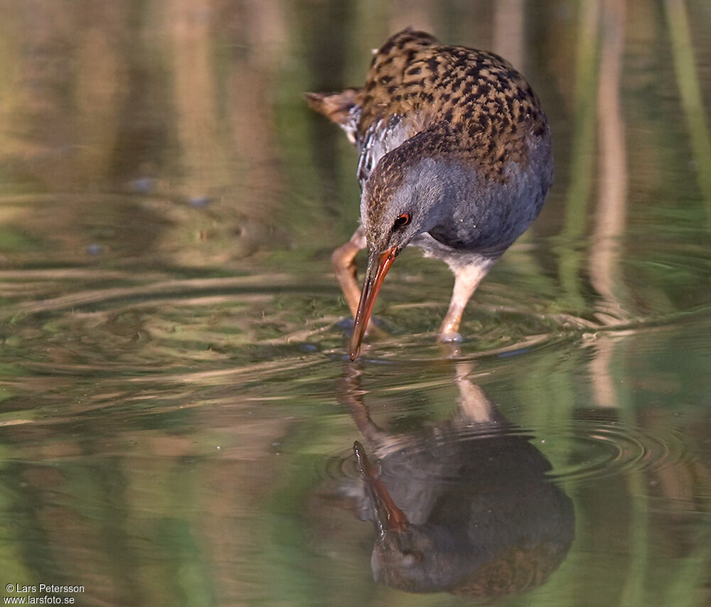 Water Rail