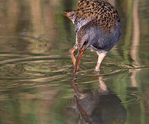 Water Rail