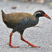 Okinawa Rail