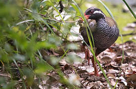 Okinawa Rail