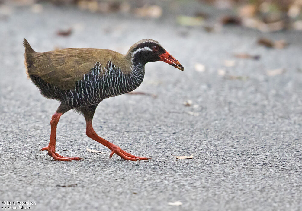 Râle d'Okinawa