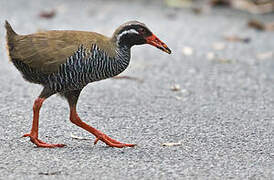 Okinawa Rail