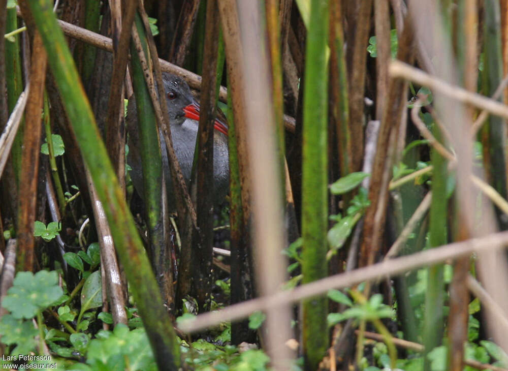 Bogota Railadult, close-up portrait, Behaviour