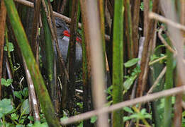 Bogota Rail