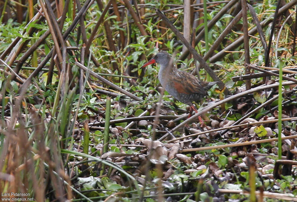 Râle de Bogotaadulte, identification