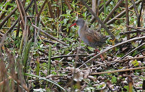 Bogota Rail