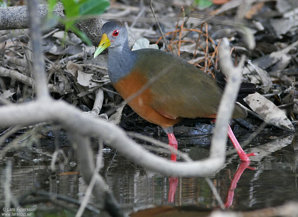 Grey-cowled Wood Rail