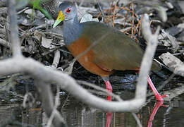 Grey-cowled Wood Rail