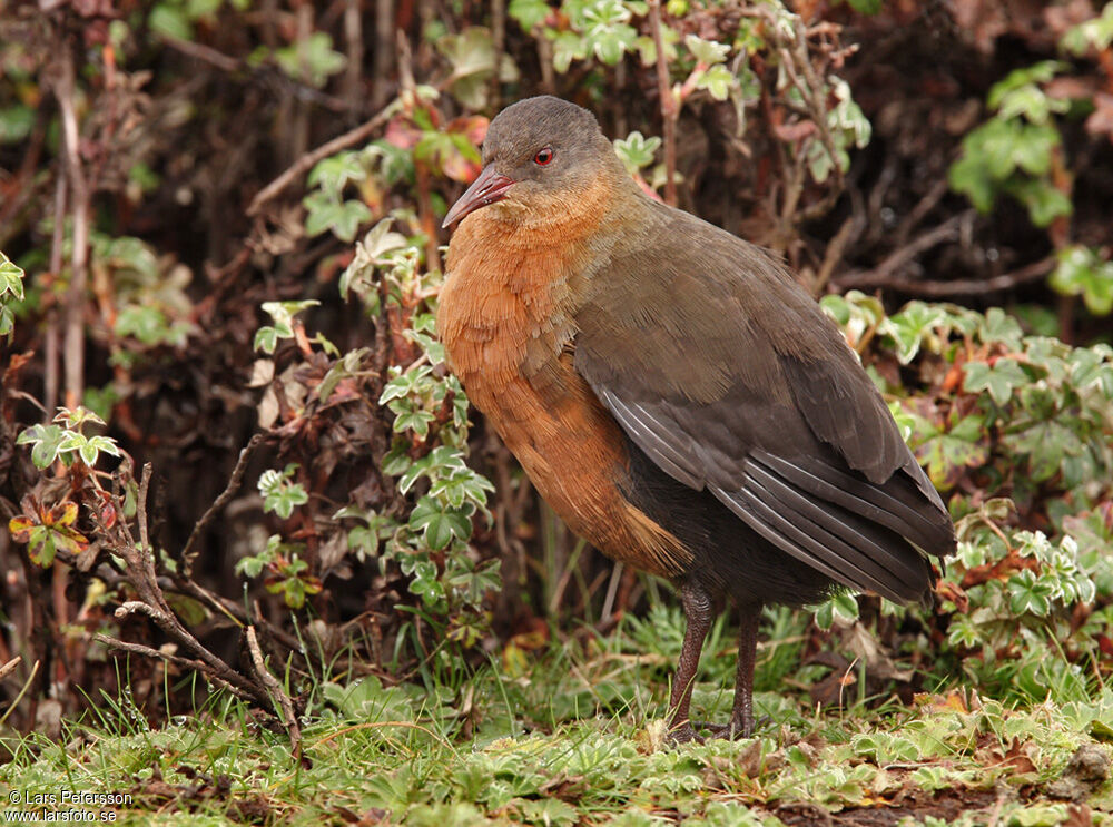 Rouget's Rail