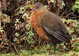 Rouget's Rail