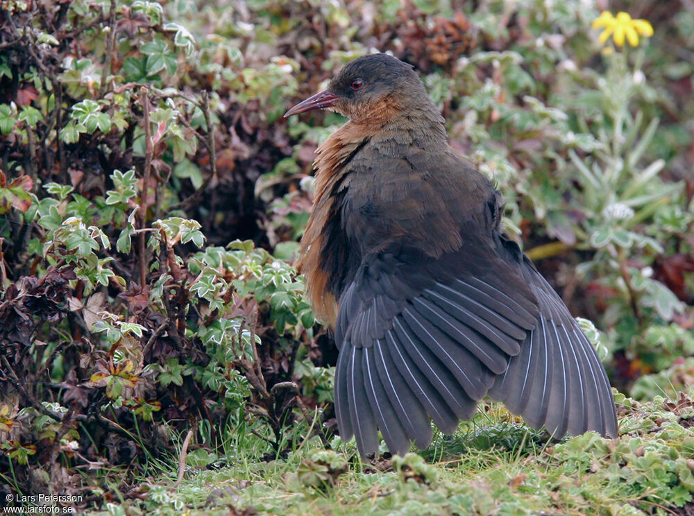 Rouget's Rail