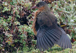 Rouget's Rail