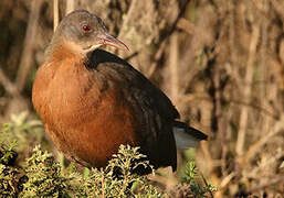 Rouget's Rail