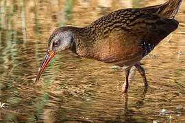 Virginia Rail