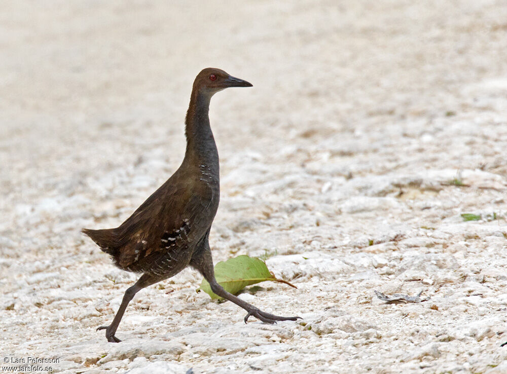 Woodford's Rail