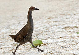 Woodford's Rail