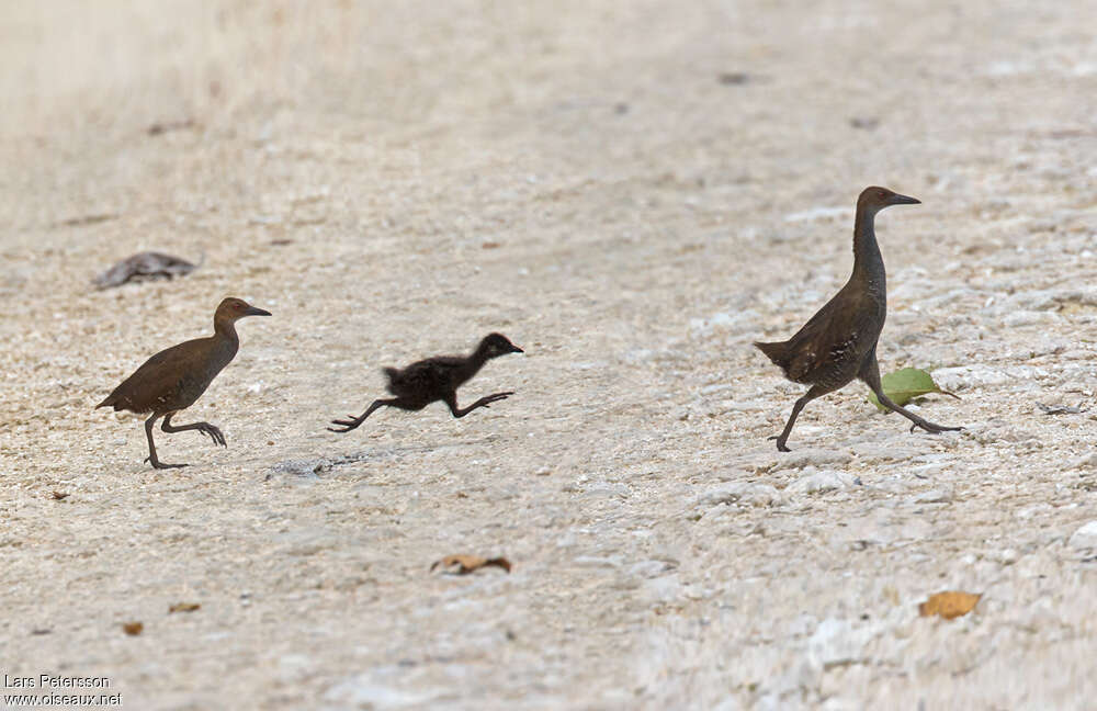 Woodford's Rail