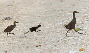 Woodford's Rail