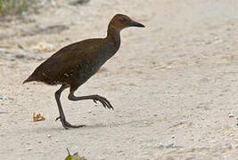 Woodford's Rail