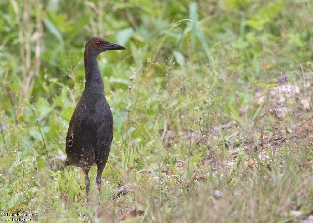 Woodford's Rail