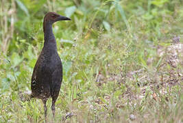 Woodford's Rail