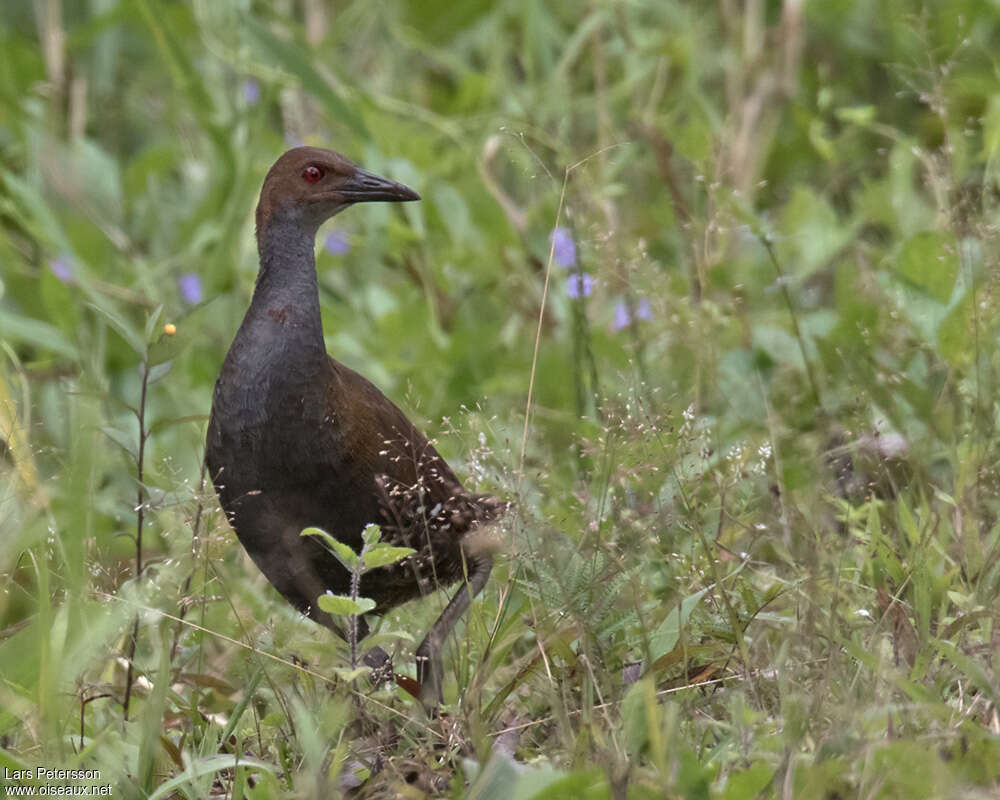 Woodford's Railadult