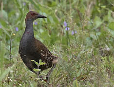 Woodford's Rail