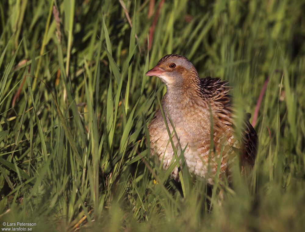 Corn Crake