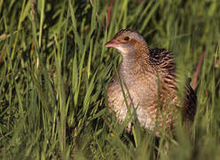 Corn Crake