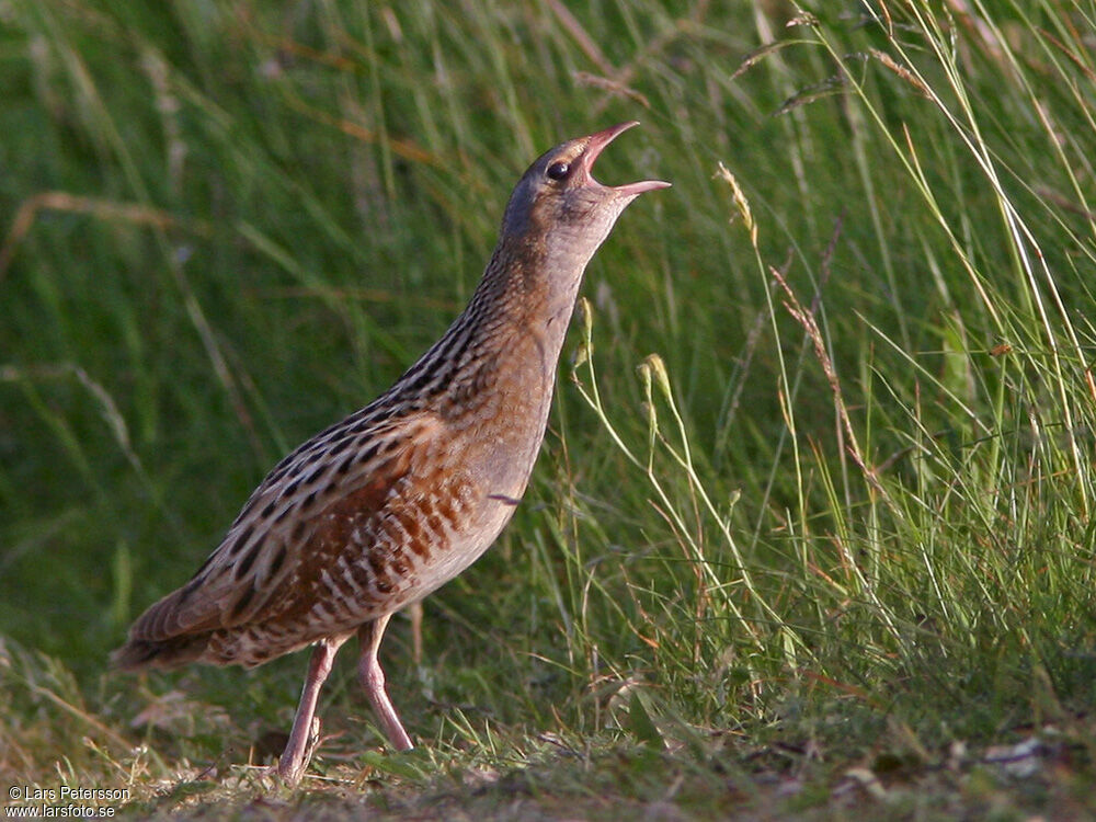 Corn Crake