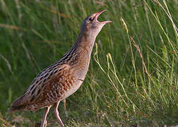 Corn Crake